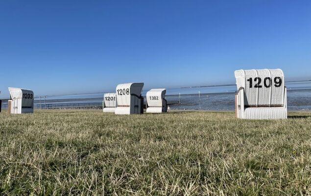 Kampfläufer - Photo 19